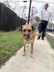 Found/Stray Male Dog last seen Springdale , Austin, TX 78721