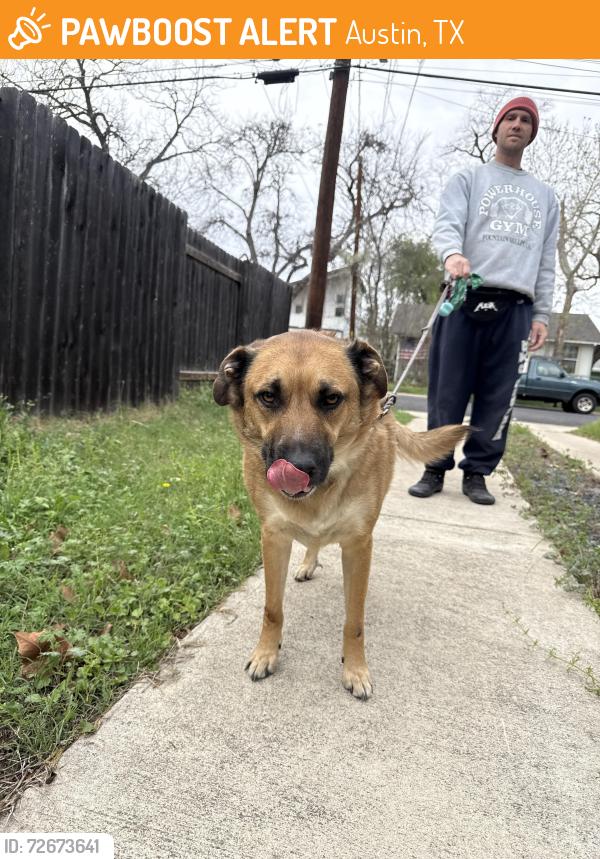 Found/Stray Male Dog last seen Springdale , Austin, TX 78721