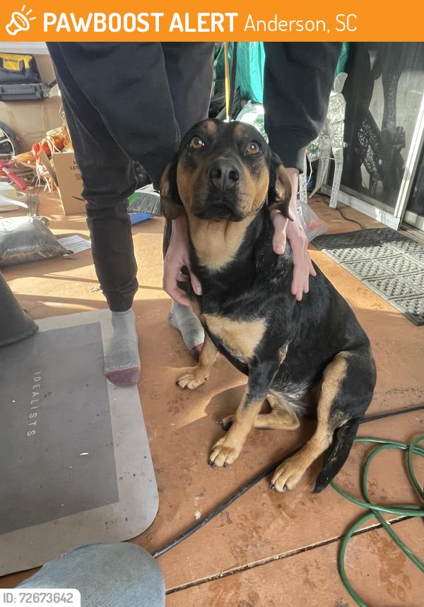 Found/Stray Female Dog last seen No idea , Anderson, SC 29622