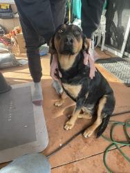 Found/Stray Female Dog last seen No idea , Anderson, SC 29622