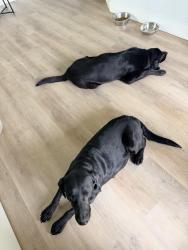Found/Stray Female Dog last seen Near W Pleasant Run, DeSoto, TX 75115