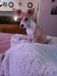 Lost Male Dog last seen Prescott/standiford , Modesto, CA 95350