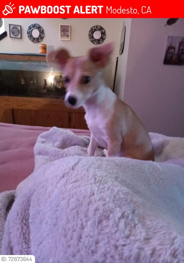 Lost Male Dog last seen Prescott/standiford , Modesto, CA 95350
