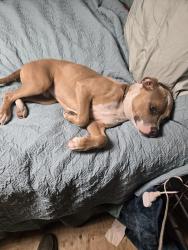 Lost Male Dog last seen Red rock tx, Red Rock, TX 78662