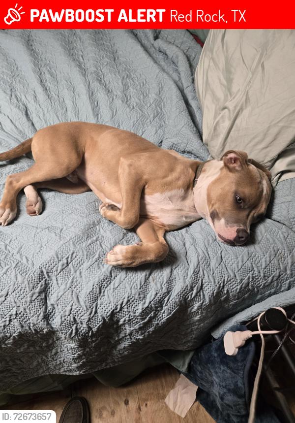 Lost Male Dog last seen Red rock tx, Red Rock, TX 78662