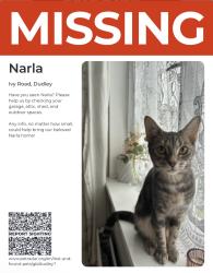 Lost Female Cat last seen Dudley , West Midlands, England DY1