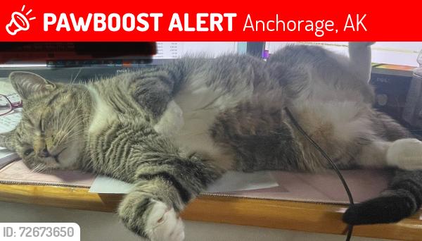 Lost Male Cat last seen ARLENE & PELICAN , Anchorage, AK 99502