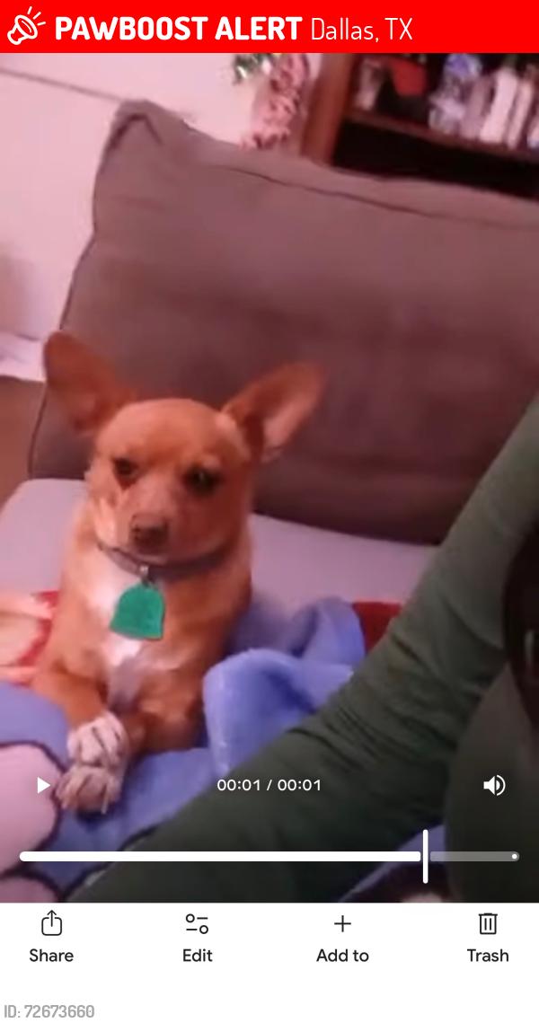 Lost Female Dog last seen Davis, Dallas, TX 75208
