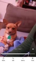 Lost Female Dog last seen Davis, Dallas, TX 75208