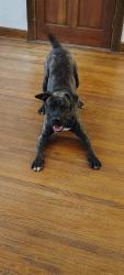 Lost Male Dog last seen Florda Street, Memphis, TN 38109