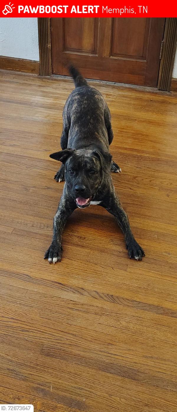 Lost Male Dog last seen Florda Street, Memphis, TN 38109
