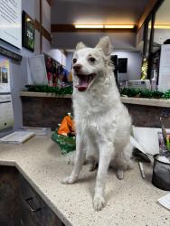 Found/Stray Female Dog last seen Randol Mill Road, Arlington, TX 76012