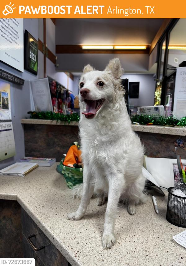 Found/Stray Female Dog last seen Randol Mill Road, Arlington, TX 76012