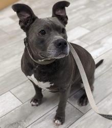 Lost Male Dog last seen Lightfoot rd and butch cassidy , Wimauma, FL 33598