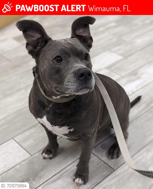 Lost Male Dog last seen Lightfoot rd and butch cassidy , Wimauma, FL 33598