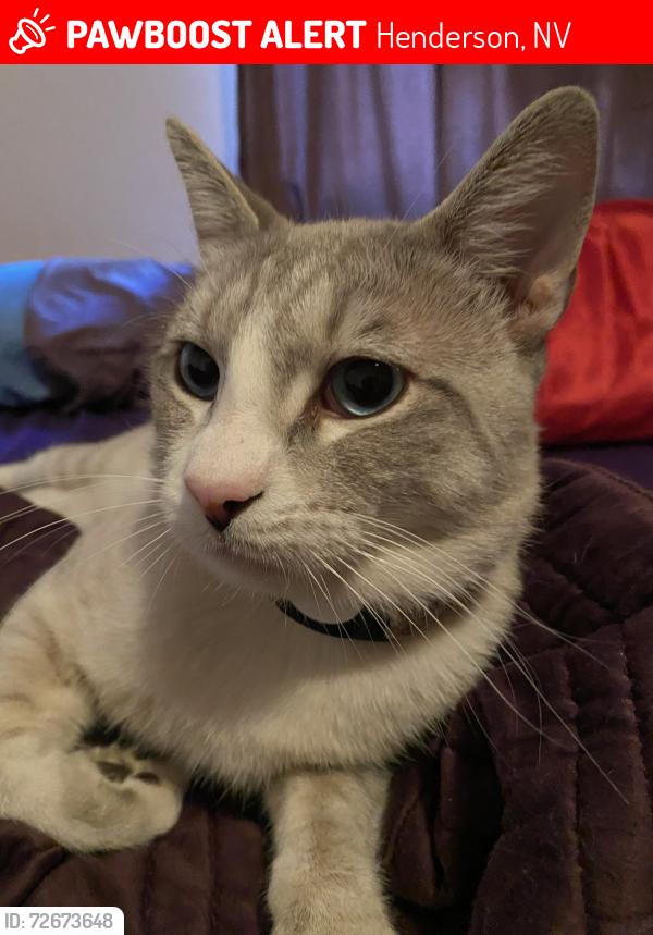 Lost Male Cat last seen E Mission Dr/Lost Horizen, Henderson, NV 89002