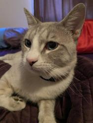 Lost Male Cat last seen E Mission Dr/Lost Horizen, Henderson, NV 89002