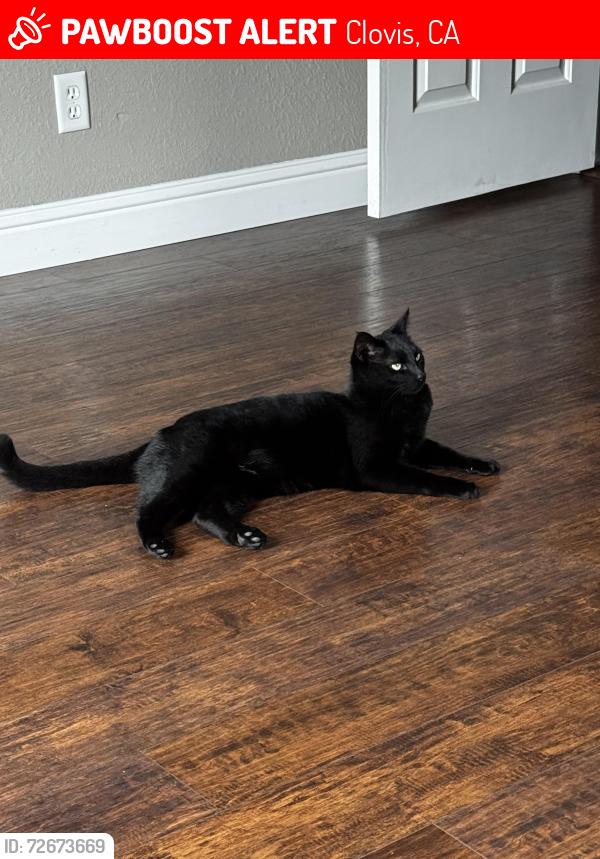 Lost Male Cat last seen Clovis Highschool , Clovis, CA 93611
