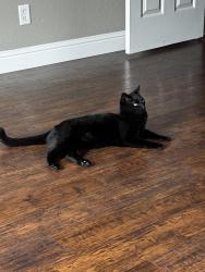 Lost Male Cat last seen Clovis Highschool , Clovis, CA 93611