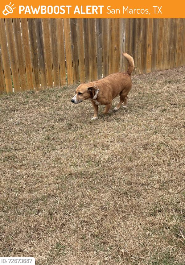 Found/Stray Female Dog last seen Delmar and Girard, San Marcos, TX 78666