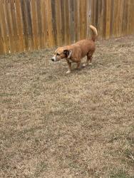 Found/Stray Female Dog last seen Delmar and Girard, San Marcos, TX 78666