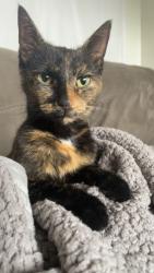 Found/Stray Female Cat last seen Alexis and Douglas , Toledo, OH 43613