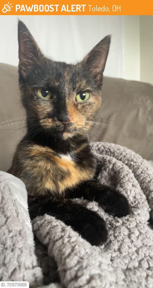 Found/Stray Female Cat last seen Alexis and Douglas , Toledo, OH 43613