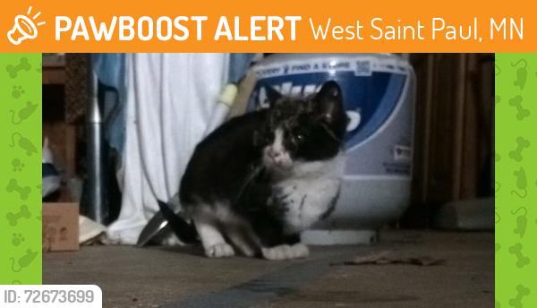 Found/Stray Unknown Cat last seen West St Paul Dome, West Saint Paul, MN 55118