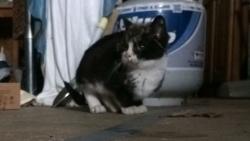 Found/Stray Unknown Cat last seen West St Paul Dome, West Saint Paul, MN 55118