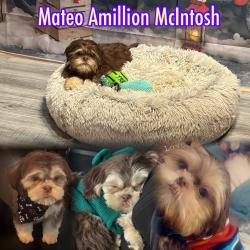 Lost Male Dog last seen Belfountaine , St. Louis, MO 63138