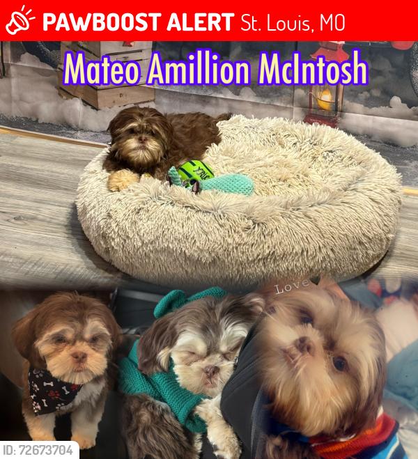 Lost Male Dog last seen Belfountaine , St. Louis, MO 63138