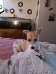 Lost Male Dog last seen Standiford and Prescott , Modesto, CA 95350