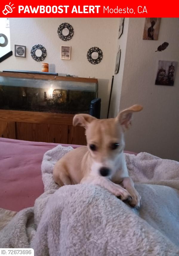 Lost Male Dog last seen Standiford and Prescott , Modesto, CA 95350