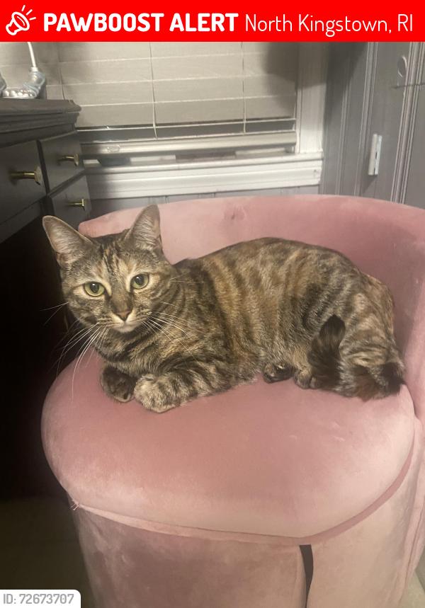 Lost Female Cat last seen School Street, North Kingstown, RI 02852