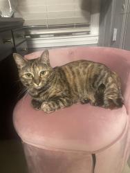 Lost Female Cat last seen School Street, North Kingstown, RI 02852
