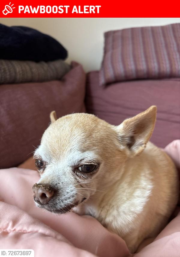 Lost Male Dog last seen B between 5th abd 6th street , Point Reyes Station, CA 94956
