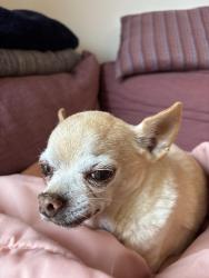 Lost Male Dog last seen B between 5th abd 6th street , Point Reyes Station, CA 94956