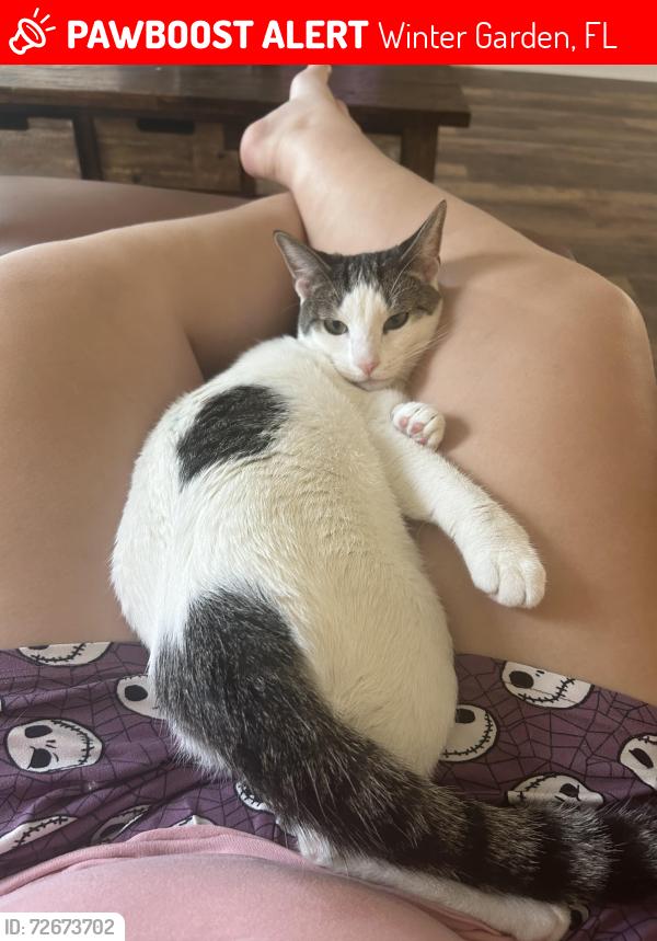 Lost Male Cat last seen hse is near lake and pond, Winter Garden, FL 34787