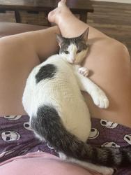 Lost Male Cat last seen hse is near lake and pond, Winter Garden, FL 34787