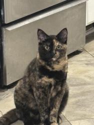 Lost Female Cat last seen Shacklett Road, Murfreesboro, TN 37129