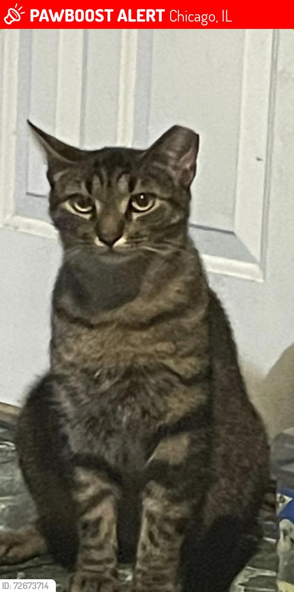 Lost Male Cat last seen california and 21st place , Chicago, IL 60623