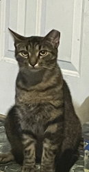 Lost Male Cat last seen california and 21st place , Chicago, IL 60623