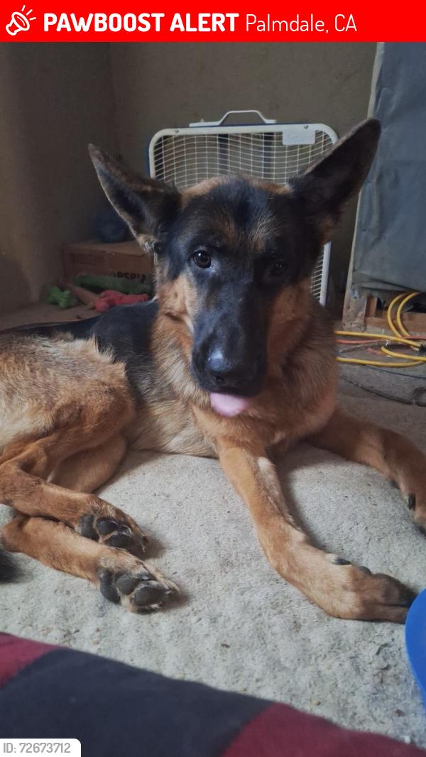 Lost Male Dog last seen Near E Ave Q4, Palmdale, CA 93550, Palmdale, CA 93550