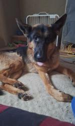 Lost Male Dog last seen Near E Ave Q4, Palmdale, CA 93550, Palmdale, CA 93550
