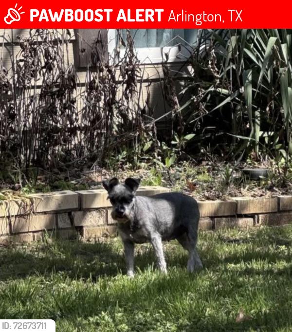 Lost Female Dog last seen Cerca de la michoacana de la park row y Collins , Arlington, TX 76010