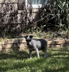 Lost Female Dog last seen Cerca de la michoacana de la park row y Collins , Arlington, TX 76010