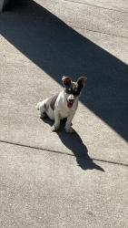 Found/Stray Male Dog last seen  Zephyr St #C Stockton CA 95206, Stockton, CA 95206