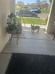 Found/Stray Female Dog last seen Cretsmore an mission , Riverside, CA 92509