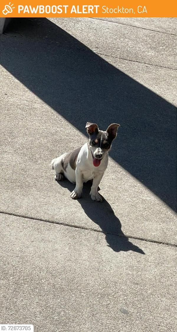 Found/Stray Male Dog last seen  Zephyr St #C Stockton CA 95206, Stockton, CA 95206