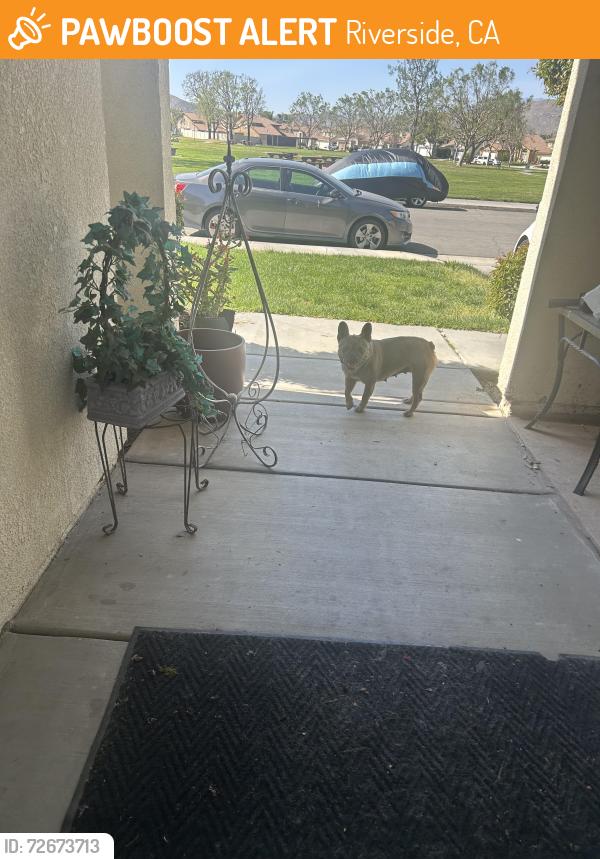 Found/Stray Female Dog last seen Cretsmore an mission , Riverside, CA 92509